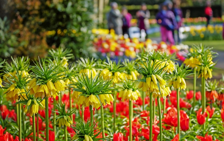 Keukenhof in den Niederlanden