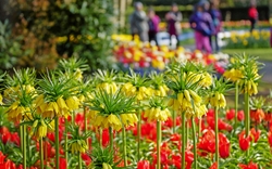 Keukenhof in den Niederlanden