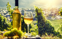 Flasche und volles Glas Weißwein über Weinberghintergrund