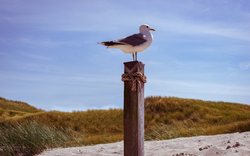 Friesische Dünenlandschaft in St. Peter- Ording