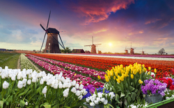 Windmühlen bei Sonnenuntergang, mit Blumenfeldern im Vordergrund.