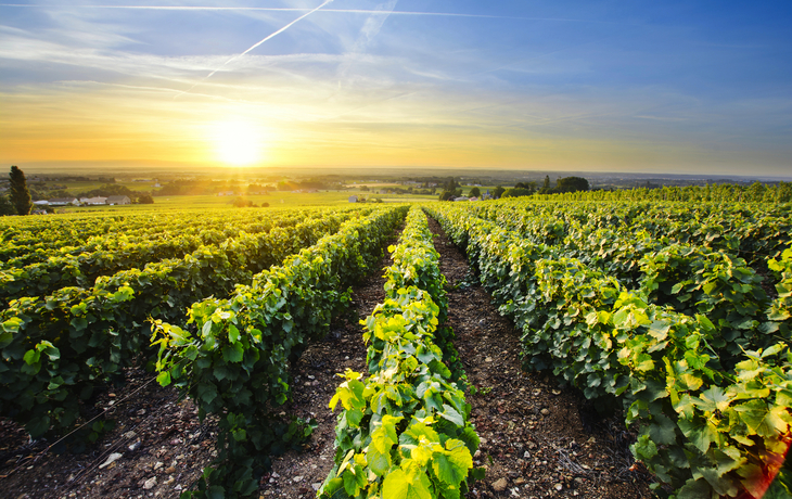 Weinbaugebiet in Frankreich