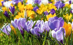 Krokus
