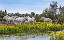 Camargue-Pferde in der Provence, Frankreich 