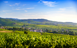 Weinbaugebiet Beaujolais in Frankreich