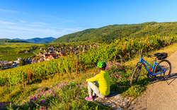Radfahren nahe Riquewihr an der Elsässer Weinstraße im Osten Frankreichs