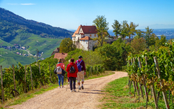 Wanderung zum Schloss Staufenberg bei Durbach, Schwarzwald