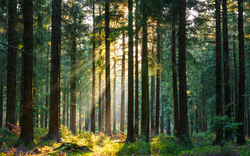 Schwarzwald