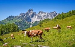 Kühe auf einer grünen Almwiese vor einem Bergpanorama.