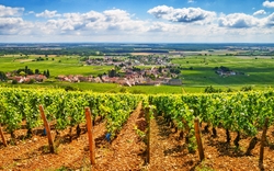 Weinberge unter blauem Himmel mit einem Dorf im Hintergrund.