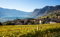 Weinberge vor einem Dorf in einem sonnigen Tal mit Bergen im Hintergrund.