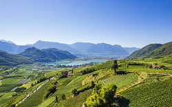 Weinberge mit Blick auf einen See und Berge im Hintergrund bei klarem Himmel.