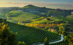 Grüne Hügellandschaft mit Weinbergen und Landstraße bei Sonnenuntergang.
