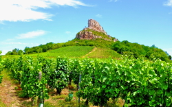 Weinberg mit Hügel und blauem Himmel im Hintergrund.