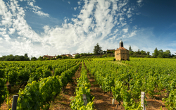 Weinberg mit Kirche und blauem Himmel im Hintergrund