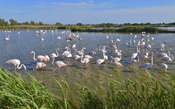Flamingos in einem flachen Gewässer mit grünen Ufern und blauem Himmel.